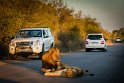 107 Kruger National Park, leeuwen